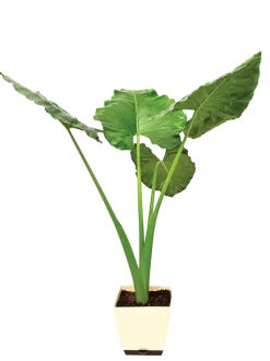Giant Taro - XL