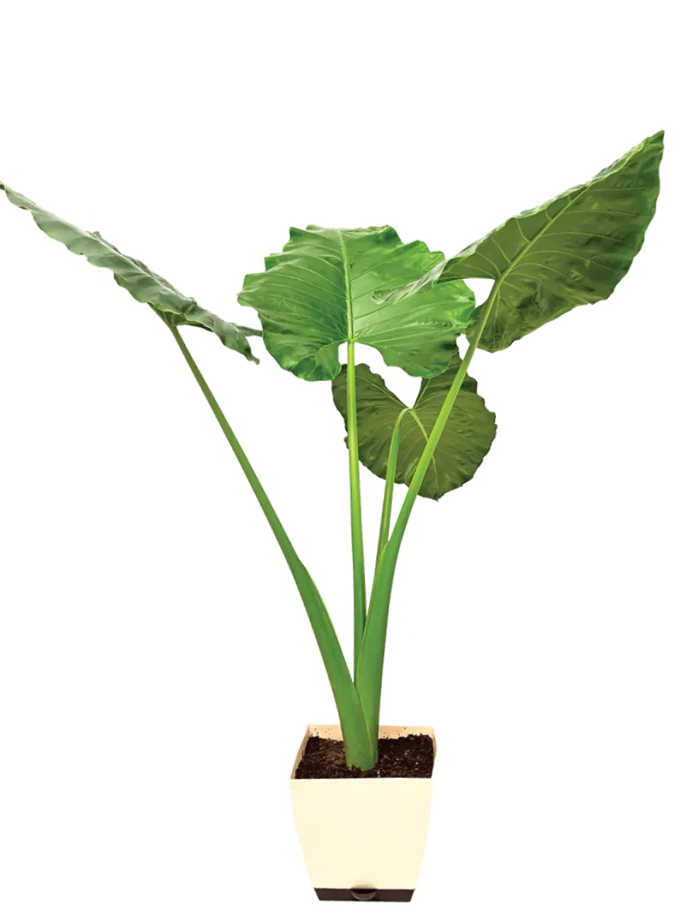 Giant Taro - XL