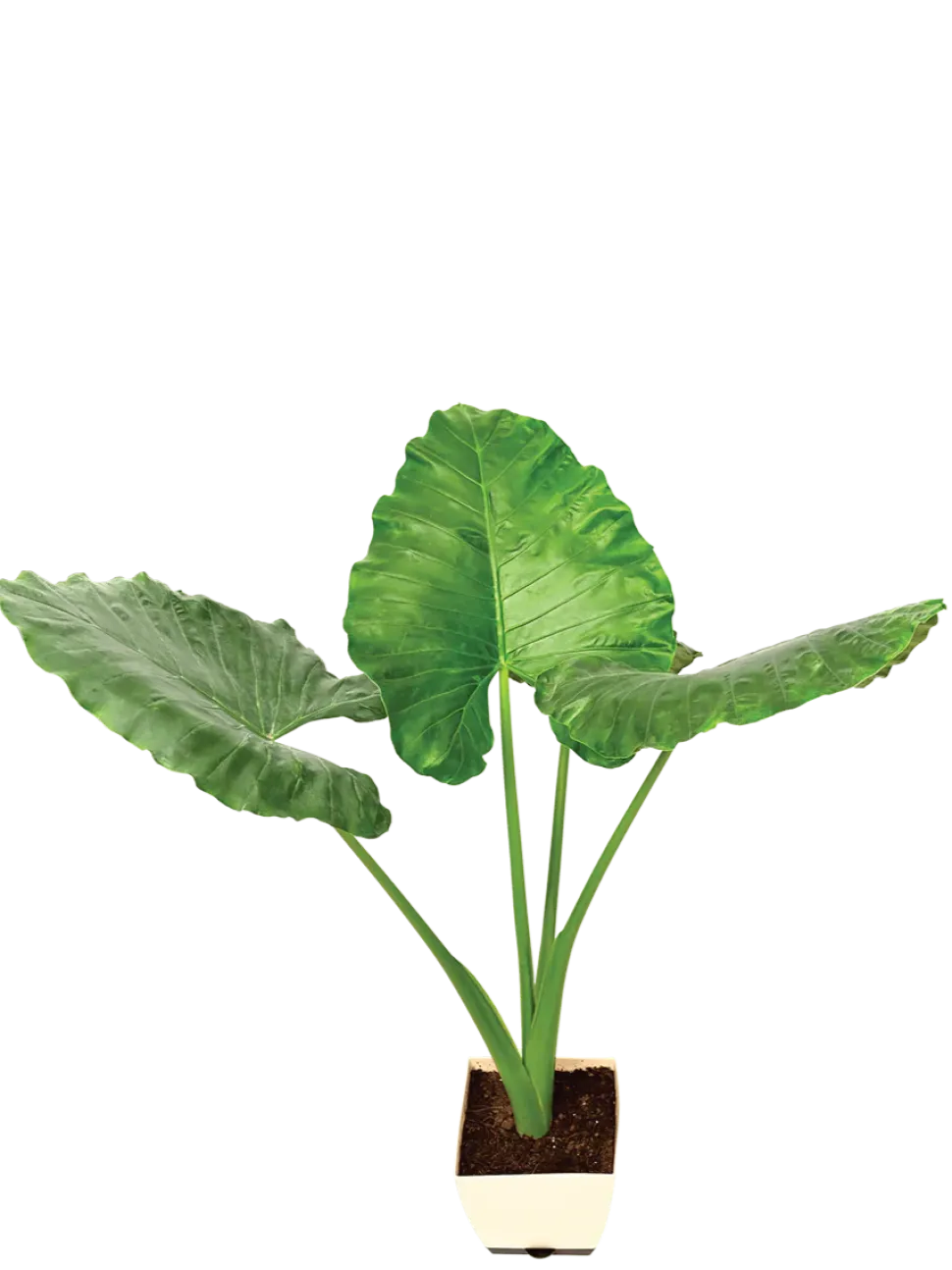 Giant Taro - XL