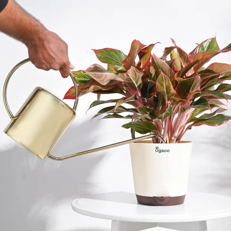 Gilt Watering Can- Gold