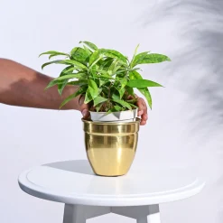 Golden Opulence Planter