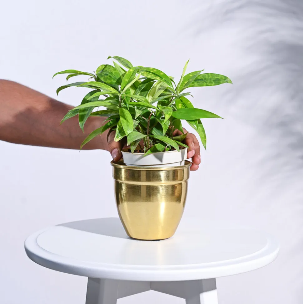 Golden Opulence Planter