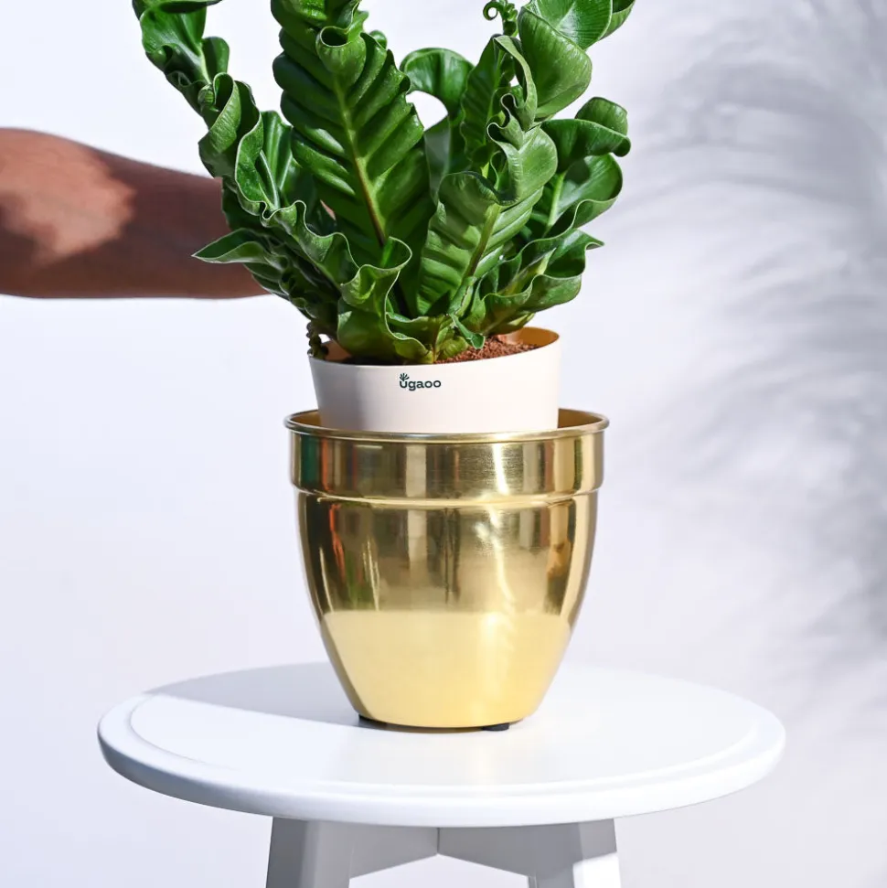 Golden Opulence Planter