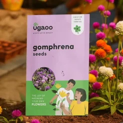 Gomphrena Seeds