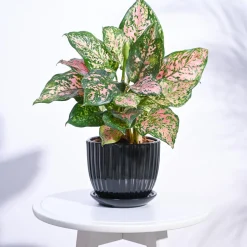 Grail Ceramic Pot