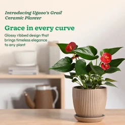 Grail Ceramic Pot
