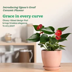 Grail Ceramic Pot