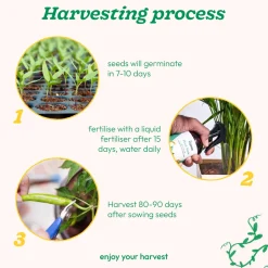 Green Chilli Seeds