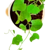 Gulvel Plant
