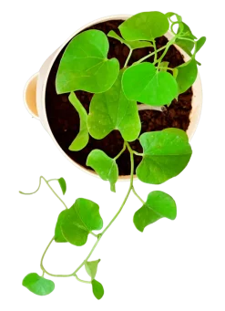 Gulvel Plant