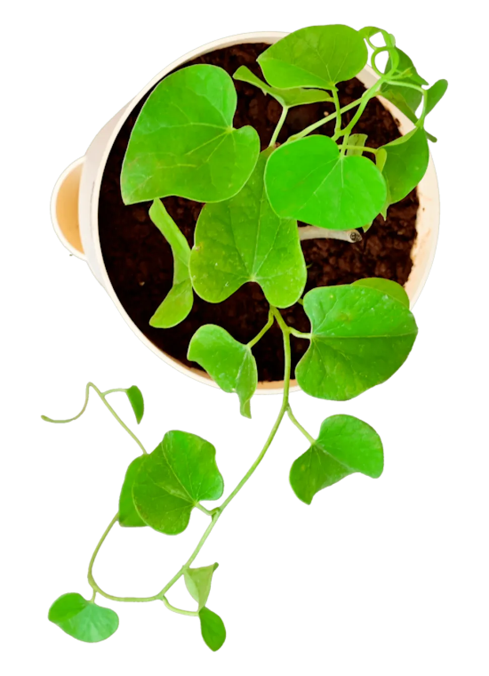 Gulvel Plant