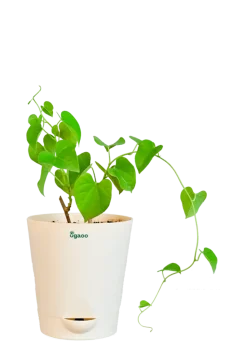 Gulvel Plant