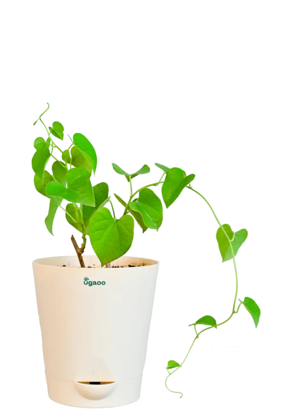 Gulvel Plant