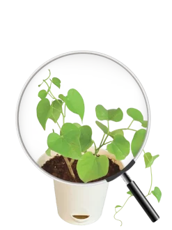 Gulvel Plant
