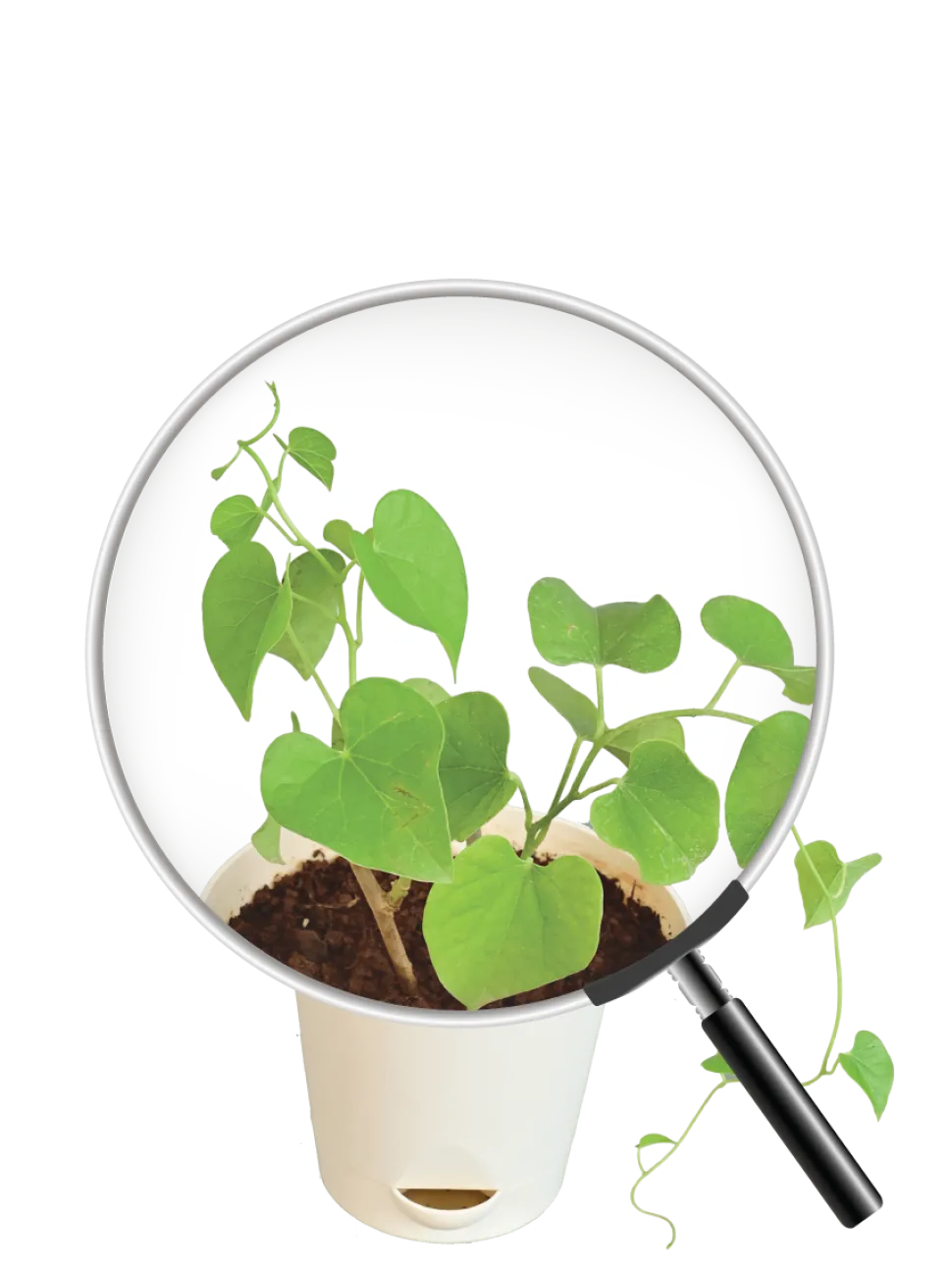 Gulvel Plant