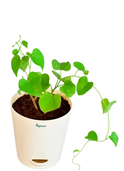 Gulvel Plant