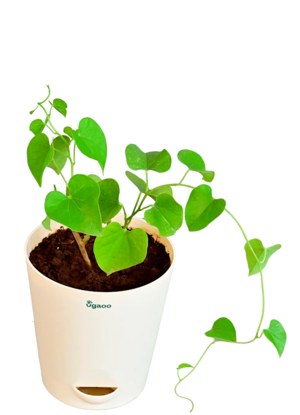 Gulvel Plant