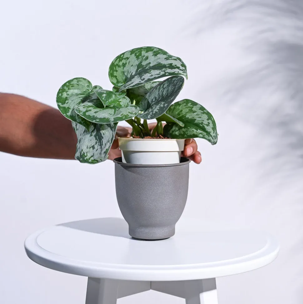 Gunmetal Goblet Planter