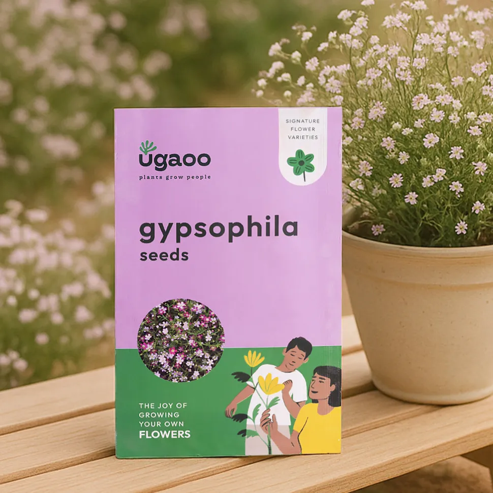 Gypsophila Seeds
