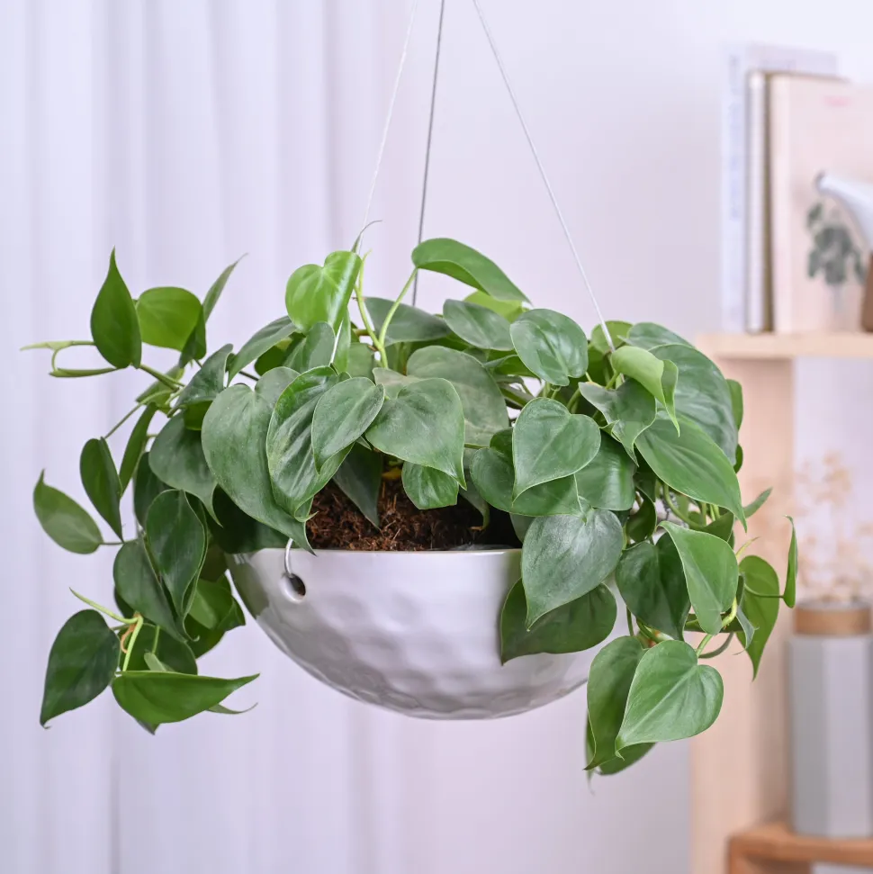 Hanging Ceramic Planters Petrichor Smite