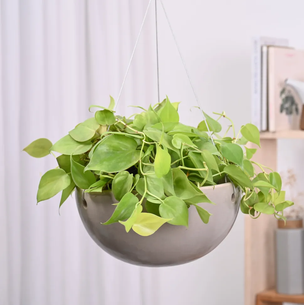 Hanging Ceramic Planters Petrichor Smite