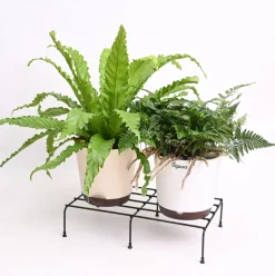 Harmony Forge Metal Plant Stand - Set of 6