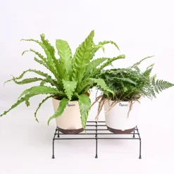 Harmony Forge Metal Plant Stand - Set of 6