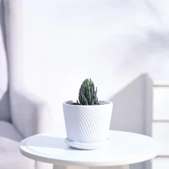 Haworthia Coarctata Plant