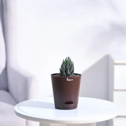 Haworthia Coarctata Plant