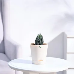 Haworthia Coarctata Plant