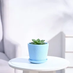 Haworthia Cymbiformis Plant