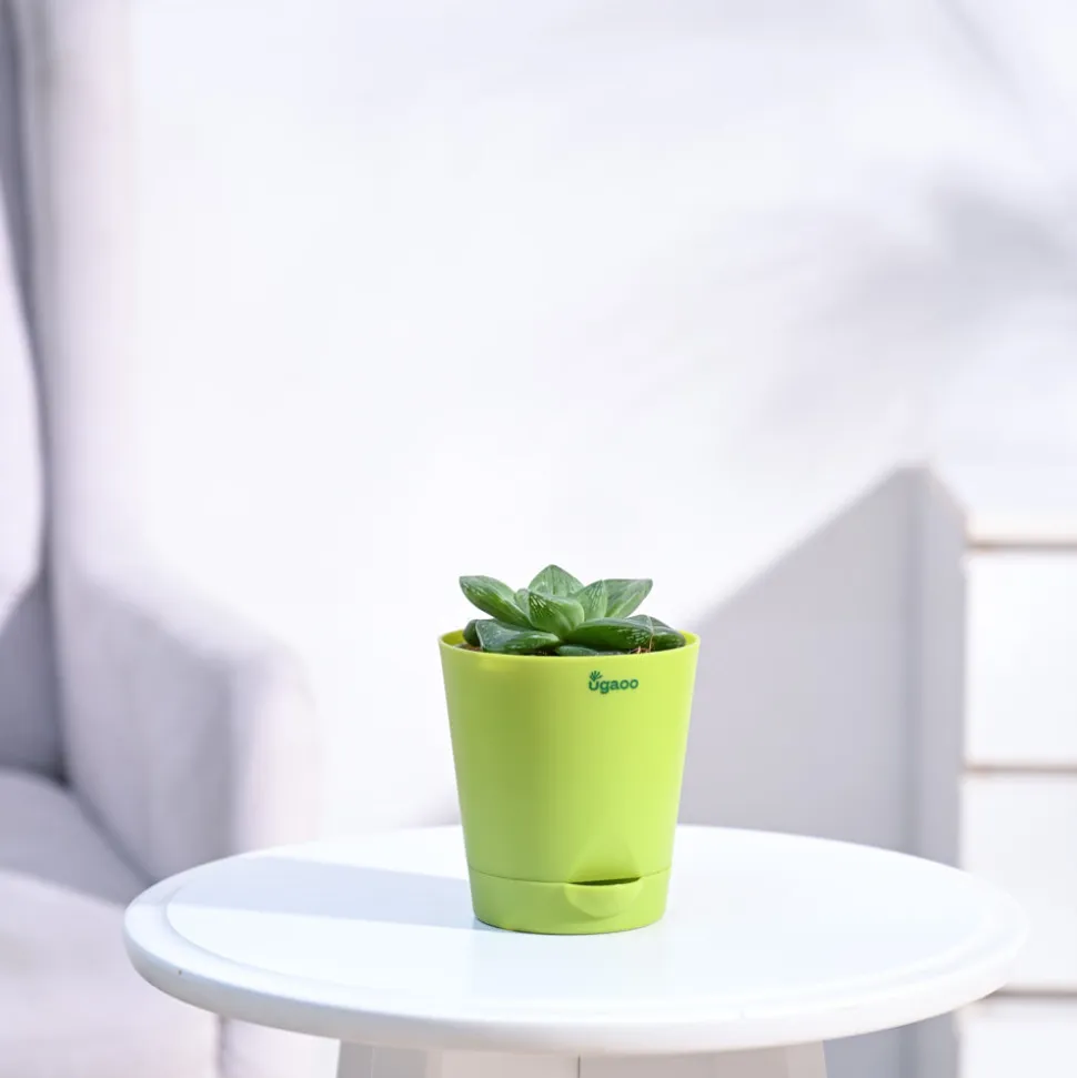 Haworthia Cymbiformis Plant