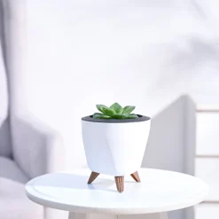 Haworthia Cymbiformis Plant