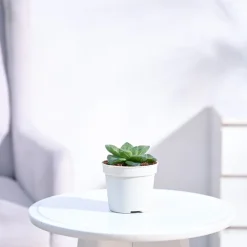 Haworthia Cymbiformis Plant