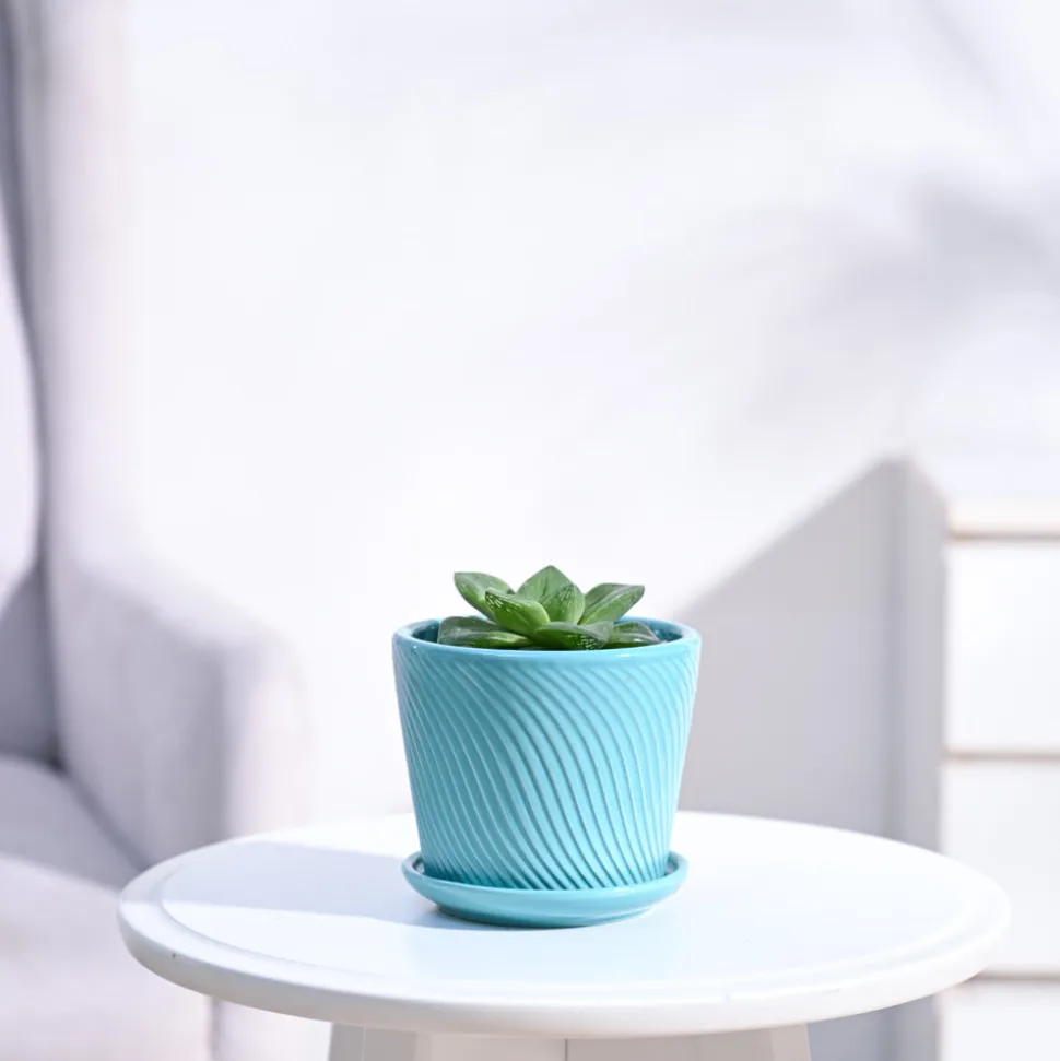 Haworthia Cymbiformis Plant