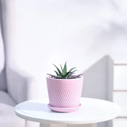 Haworthia Fasciata Plant