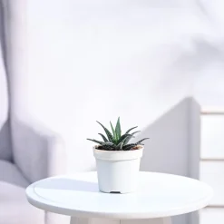 Haworthia Fasciata Plant