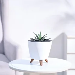 Haworthia Fasciata Plant
