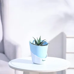Haworthia Fasciata Plant