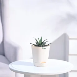 Haworthia Fasciata Plant