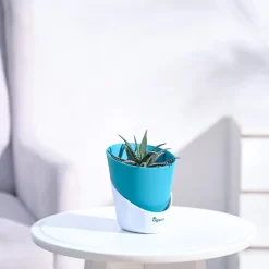 Haworthia Fasciata Plant