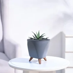 Haworthia Fasciata Plant