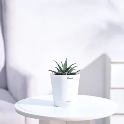 Haworthia Fasciata Plant
