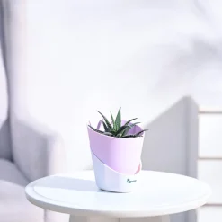Haworthia Fasciata Plant