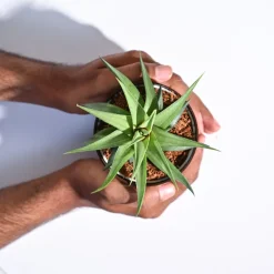 Haworthia Limifolia var. Ubomboensis