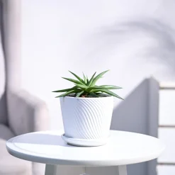 Haworthia Limifolia var. Ubomboensis
