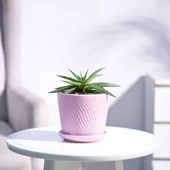 Haworthia Limifolia var. Ubomboensis