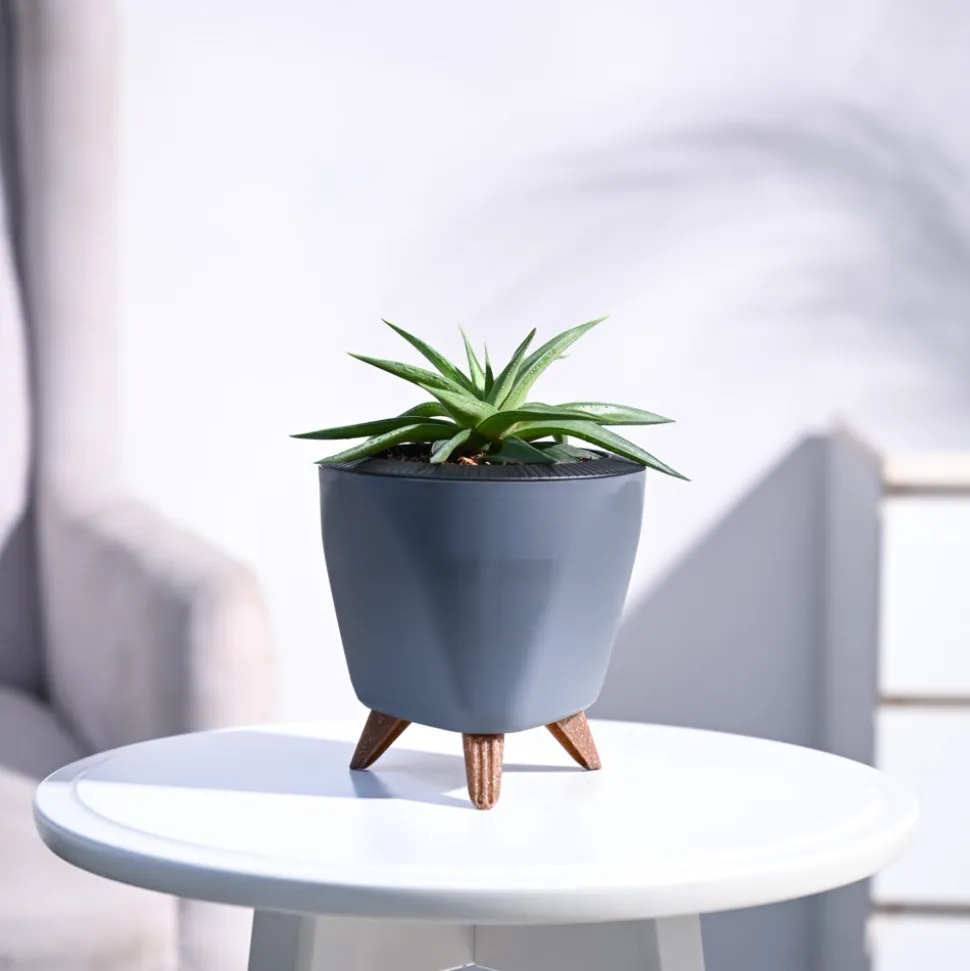 Haworthia Limifolia var. Ubomboensis