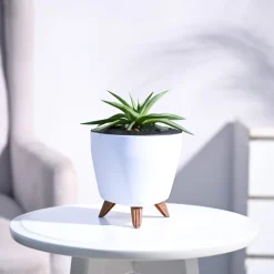 Haworthia Limifolia var. Ubomboensis