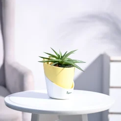Haworthia Limifolia var. Ubomboensis